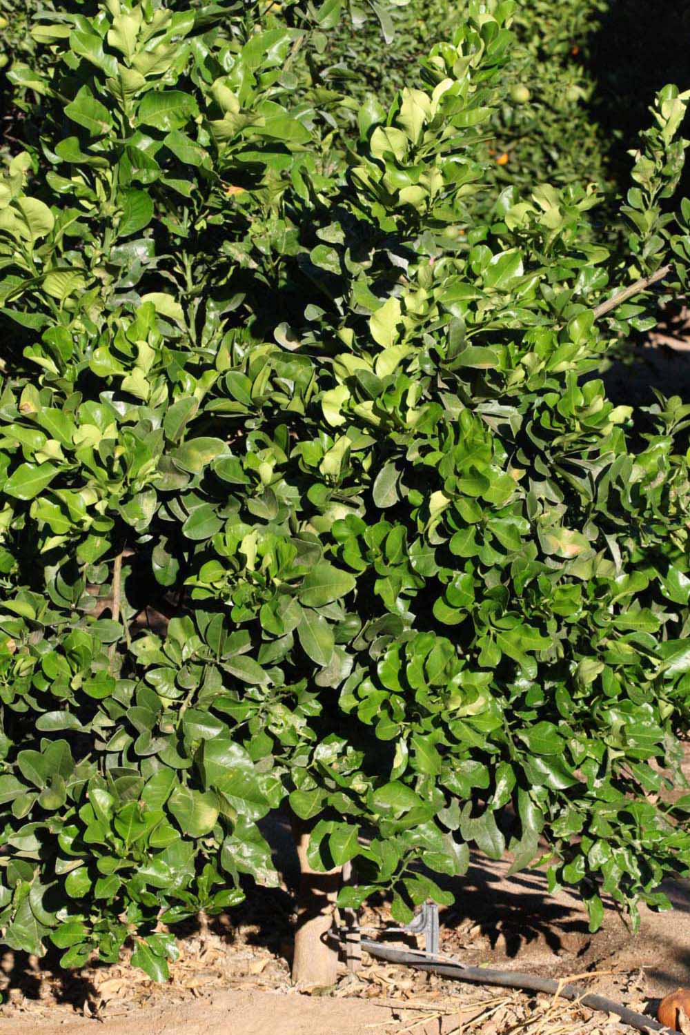            Habit (Riverside, CA)   